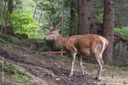 cervo maschio nel recinto