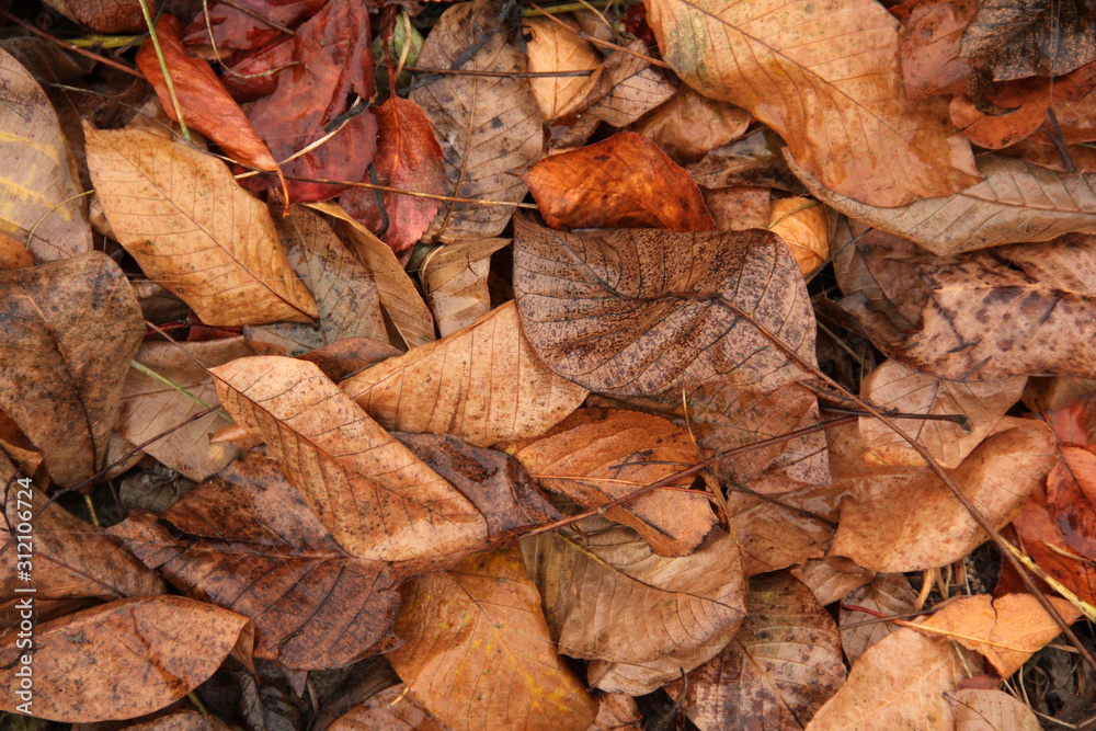 Background from sluggish leaves. Autumn. Wet leaves