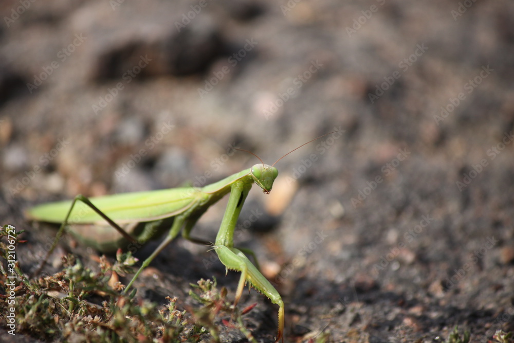 Green praying mantis sitting on the ground, closeup. Green praying mantis sitting on the ground, closeup.