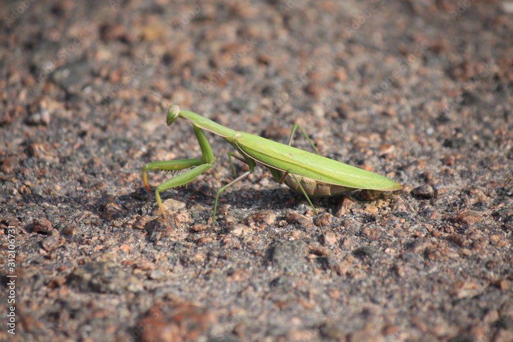 Green praying mantis sitting on the ground, closeup. Green praying mantis sitting on the ground, closeup.