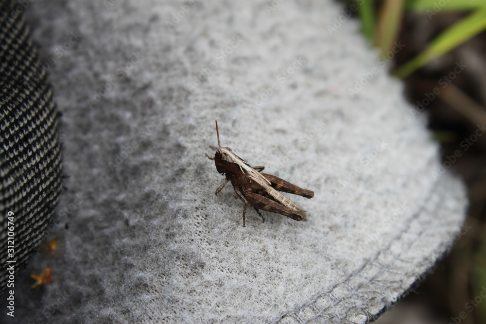 Obraz premium Grasshopper sitting on clothes, closeup.