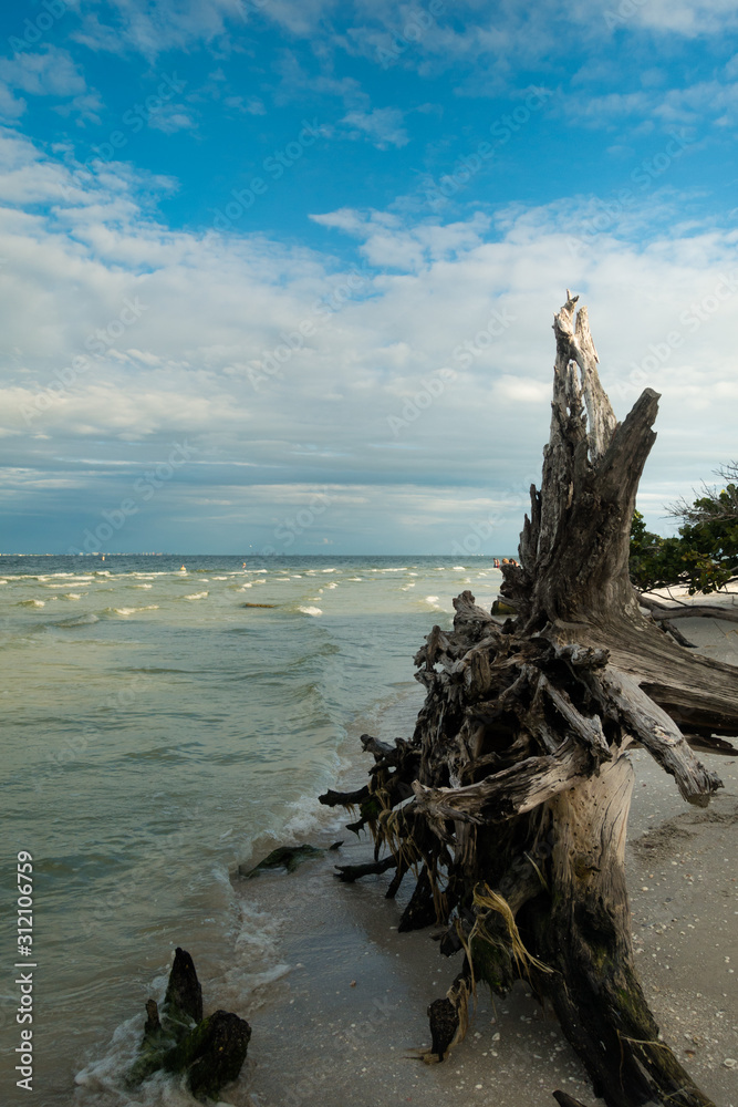 Dead driftwood tree on beautiful Sanibel Island shell beach