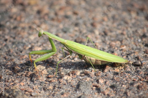 Green praying mantis sitting on the ground, closeup.