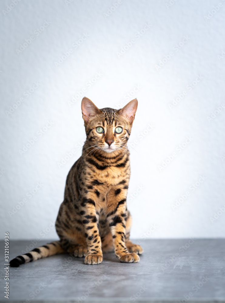 Obraz premium young bengal cat sitting on concrete floor in front of white wall looking at camera