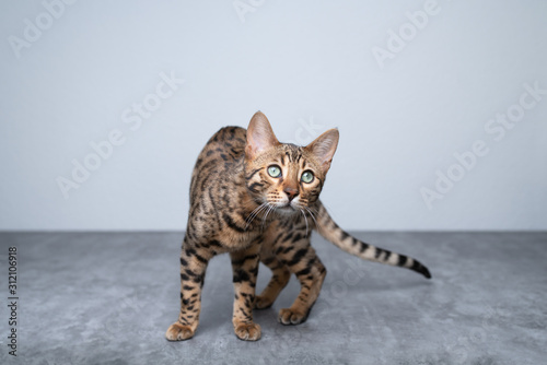 portrait of a playful young bengal cat looking at camera curiously on concrete ground in front of white wall © FurryFritz