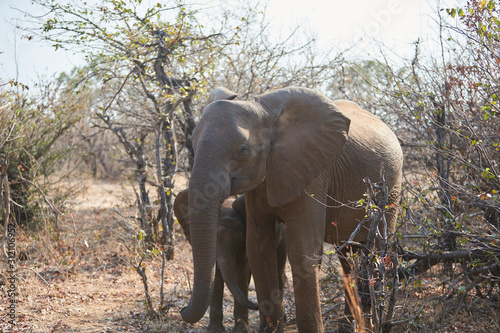 Elephant at Lake Kariba  Zimbabwe