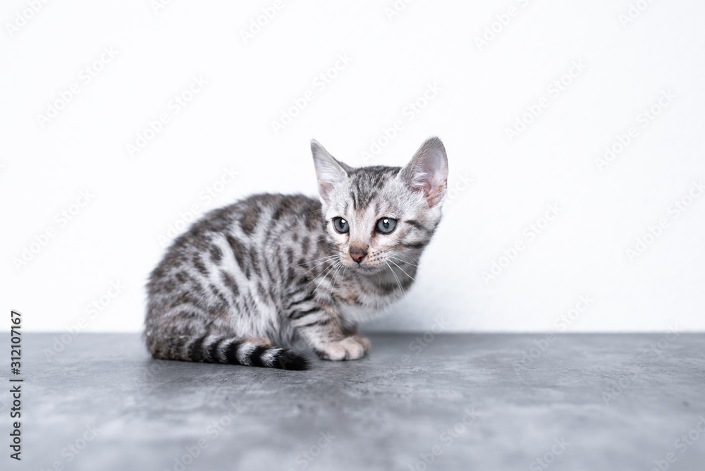 side view of 8 week old black silver tabby rosetted bengal kitten sitting on concrete floor in front of white wall looking away curiously side view of 8 week old black silver tabby rosetted bengal kitten sitting on concrete floor in front of white wall looking away curiously