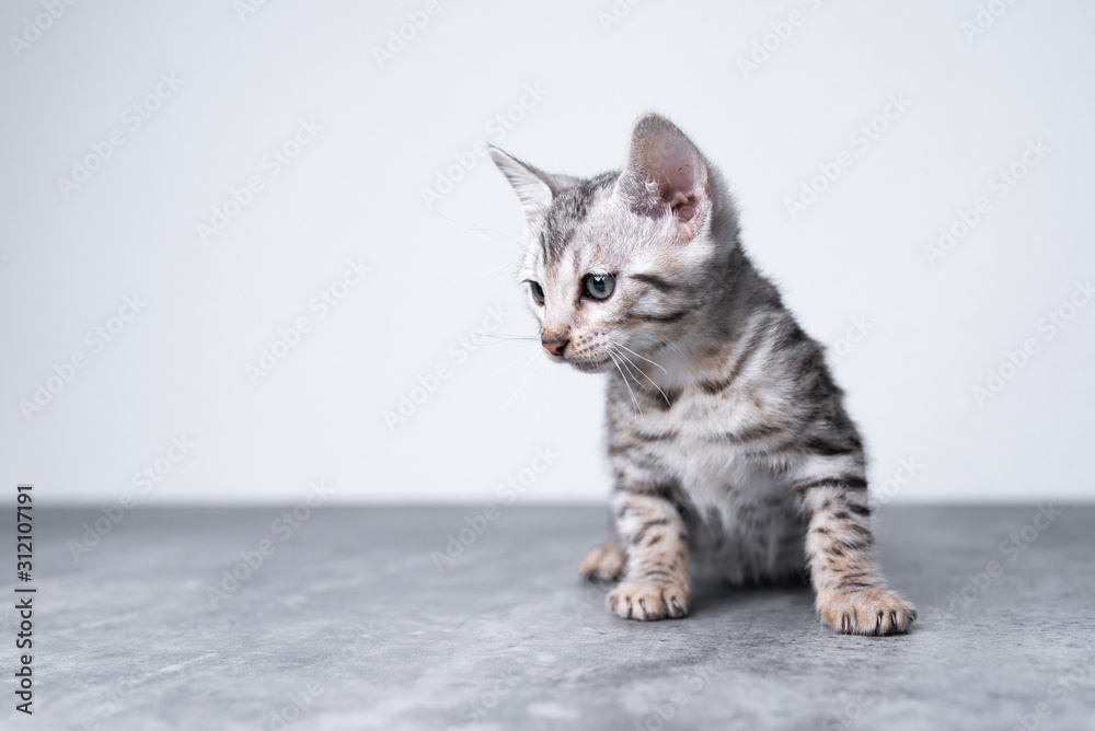front view of 8 week old black silver tabby rosetted bengal kitten sitting on concrete floor in front of white wall looking to the side