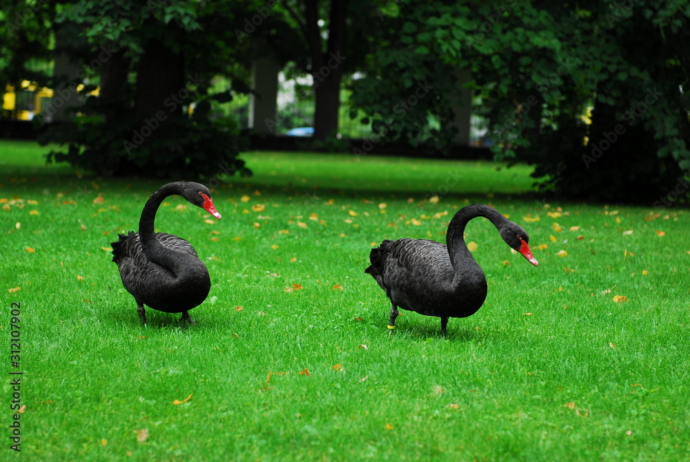 Nice black swan on green grass nature birds Nice black swan on green grass nature birds
