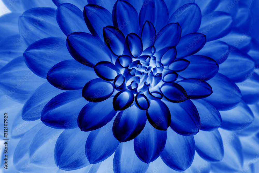 Obraz premium Oil painting of Blue dahlia petals , floral abstract background. Close up of flower dahlia for background