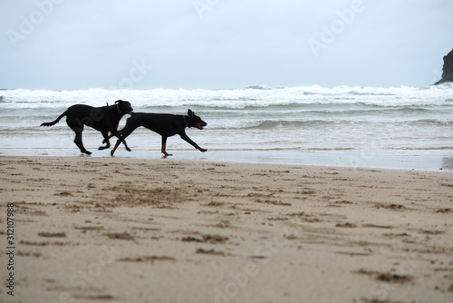 DOGS ON THE BEACH CORNWALL