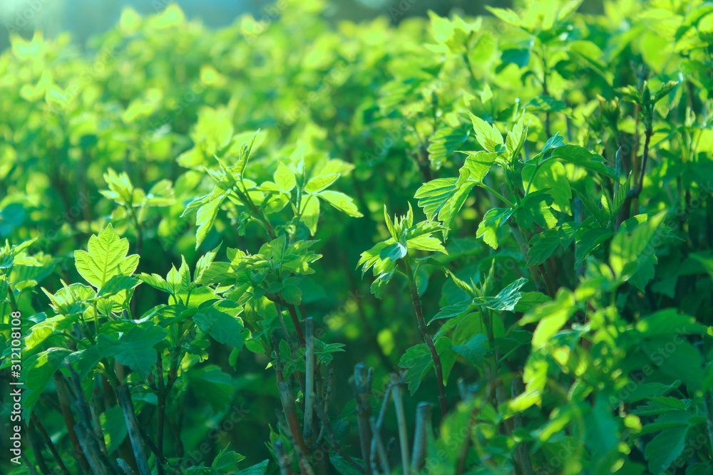 Blurry image of green leaves outdoors, cropped shot. Abstract nature background. Blurry image of green leaves outdoors, cropped shot. Abstract nature background.