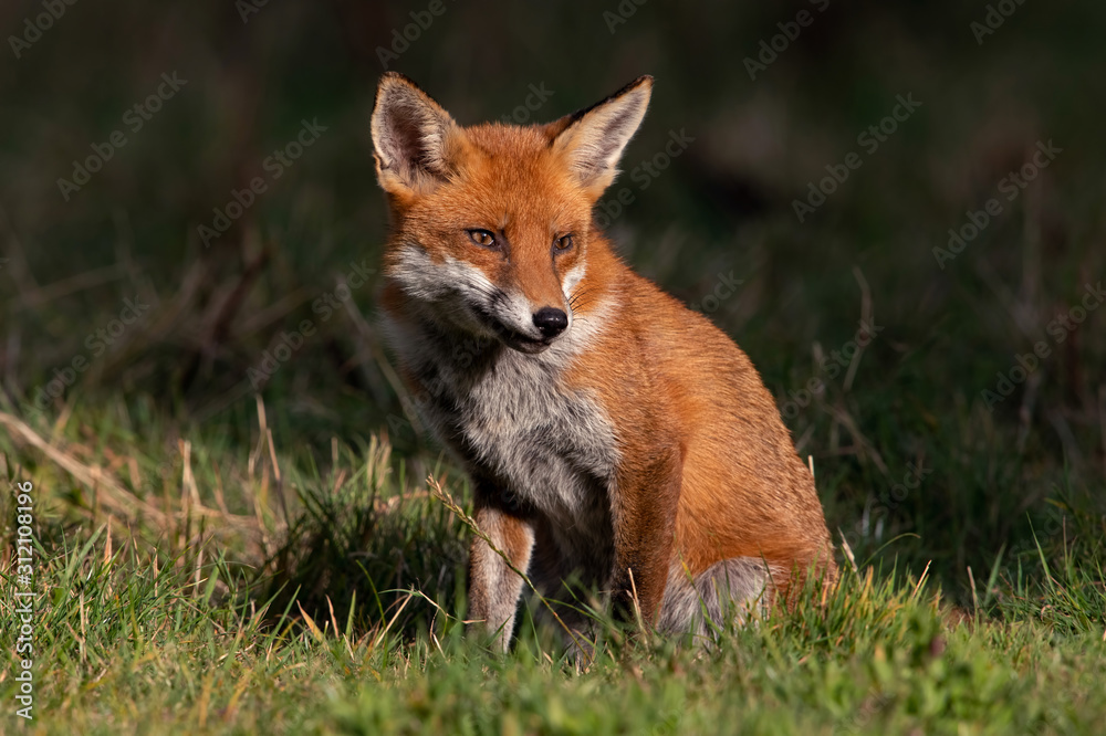 Naklejka premium Red Fox (Vulpes vulpes) at the edge of dark shadowed woodland