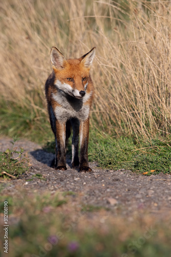 Red Fox (Vulpes vulpes) walking down a farm track © davemhuntphoto