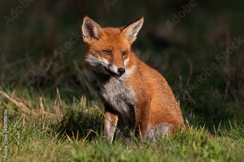 Red Fox (Vulpes vulpes) at the edge of dark shadowed woodland © davemhuntphoto