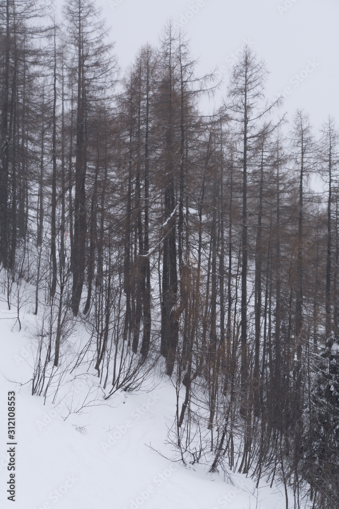 Fototapeta premium Lärchenwald im Winter