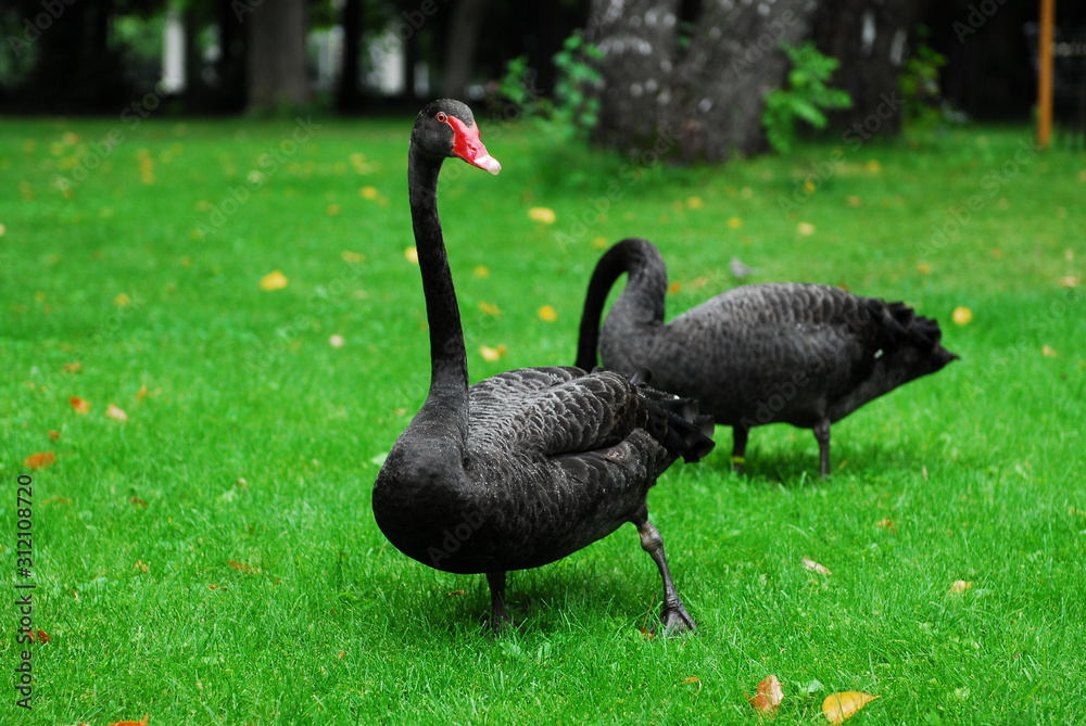 Obraz premium Nice black swan on green grass nature birds 