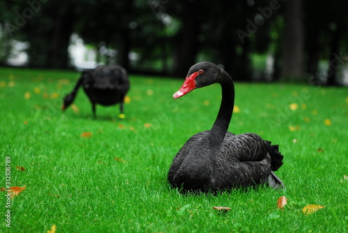 Nice black swan on green grass nature birds 