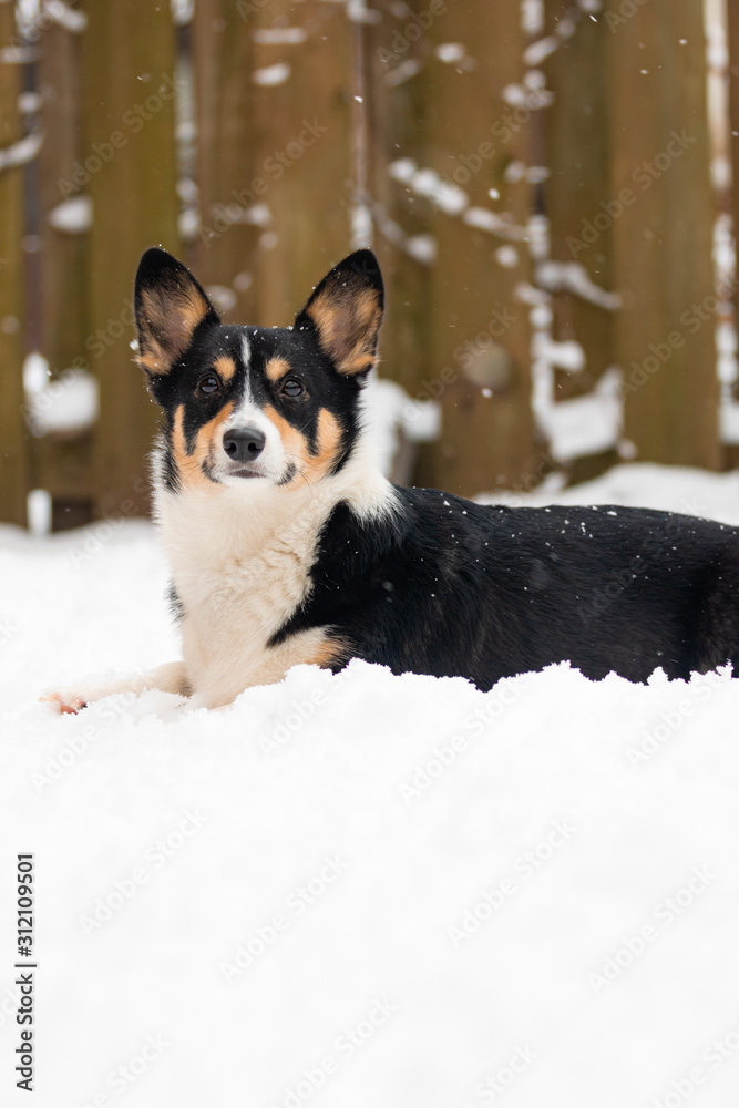 Black headed tri color Welsh Pembroke corgi outside in a snowy