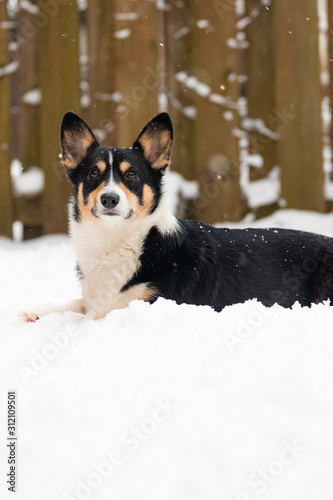 Black headed tri color Welsh Pembroke corgi, outside in a snowy winter scene.  photo