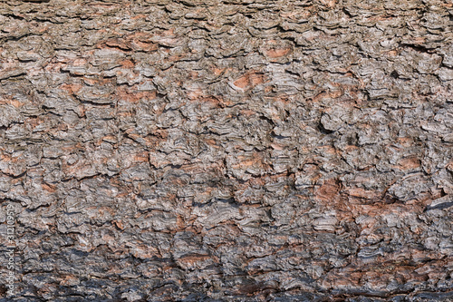 Pine bark close up. Unusual background for sites and layouts.