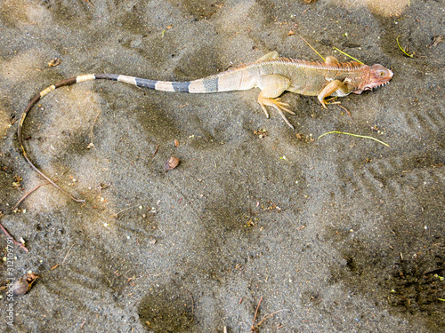 iguana on the floor with full tail