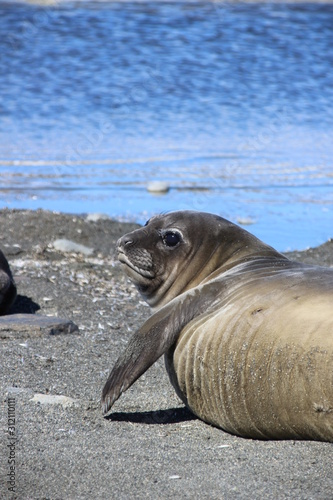 Seehundbaby in Südgeorgien, Antarktis am Strand liegend