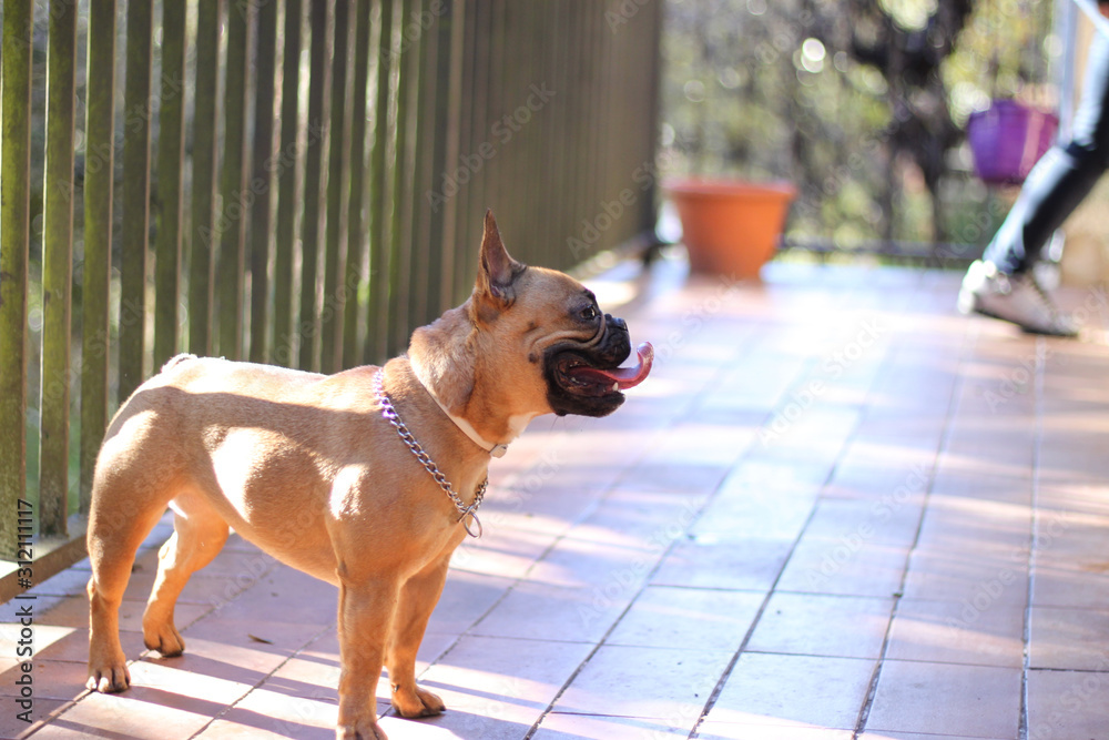 Portrait of a happy French Bulldog in a terrace