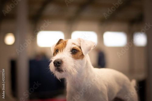 Parson Russell Terrier Indoor Portrait