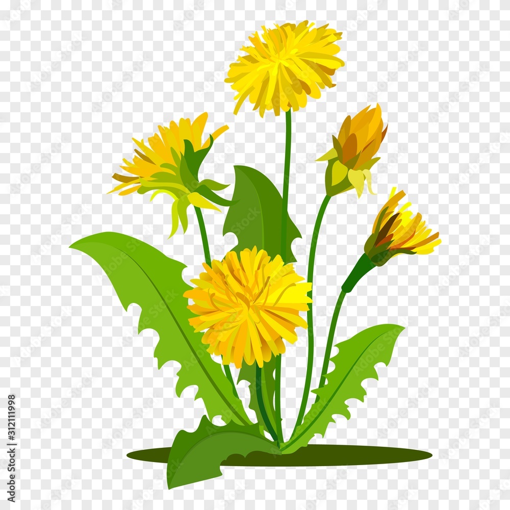 Fototapeta Dandelions with green leaves. Summer yellow meadow flower isolated on white. Vector illustration