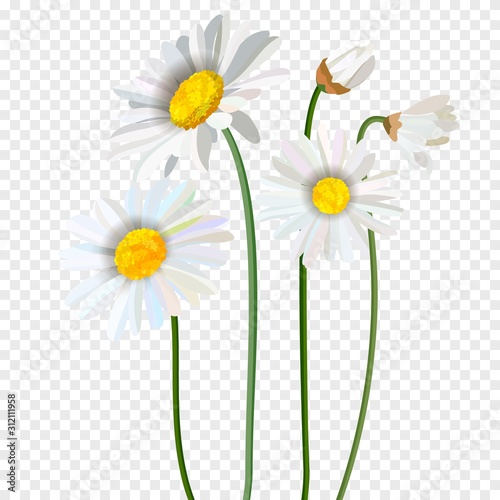 Vector chamomile flower seamless pattern with ladybug. Background design for herbal tea, natural cosmetics, health care products, aromatherapy, homeopathy. Best for print, wrapping paper