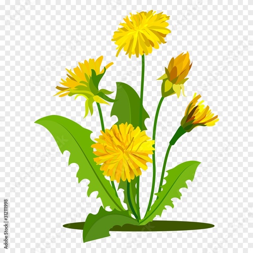 Fototapeta Dandelions with green leaves. Summer yellow meadow flower isolated on white. Vector illustration