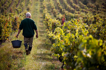 Foto auf Acrylglas Weingarten Ein Bauer erwacht durch einen Weinberg im ländlichen Weinland Frankreich und erntet Trauben.  © JAMES