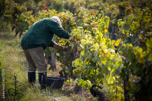 A farmer harvests grapes from a vineyard in wine country, France.