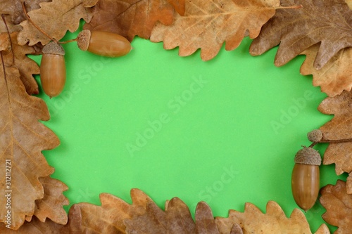 Oak leaves and acorns on green background