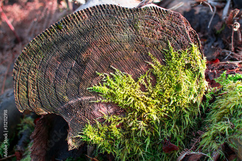cut tree trunk and moss texture in forest  photo