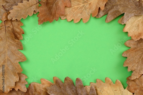 Oak leaves on green background