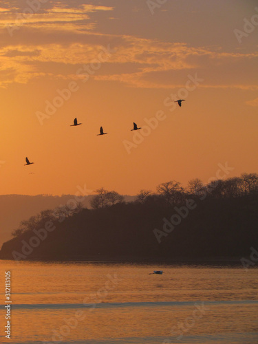 Birds flying at sunset © AnaCristina
