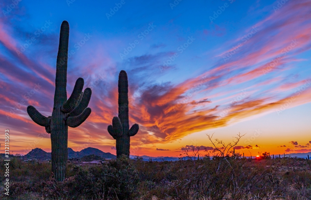 Sunset In The Arizona Desert With Cactus - obrazy, fototapety, plakaty 