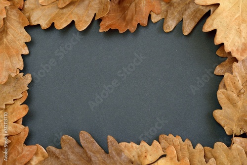 Oak leaves on black background