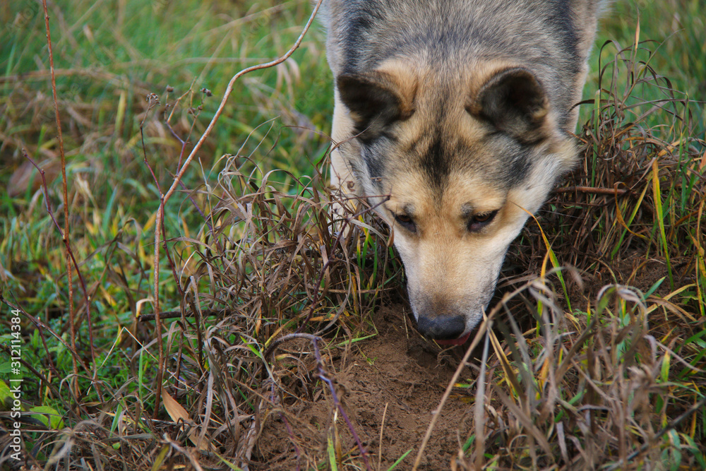 Fototapeta premium dog snuff the ground
