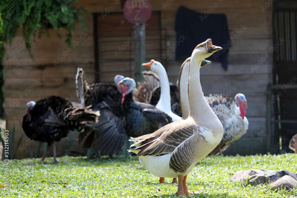 Fototapeta premium Goose and turkeys being together