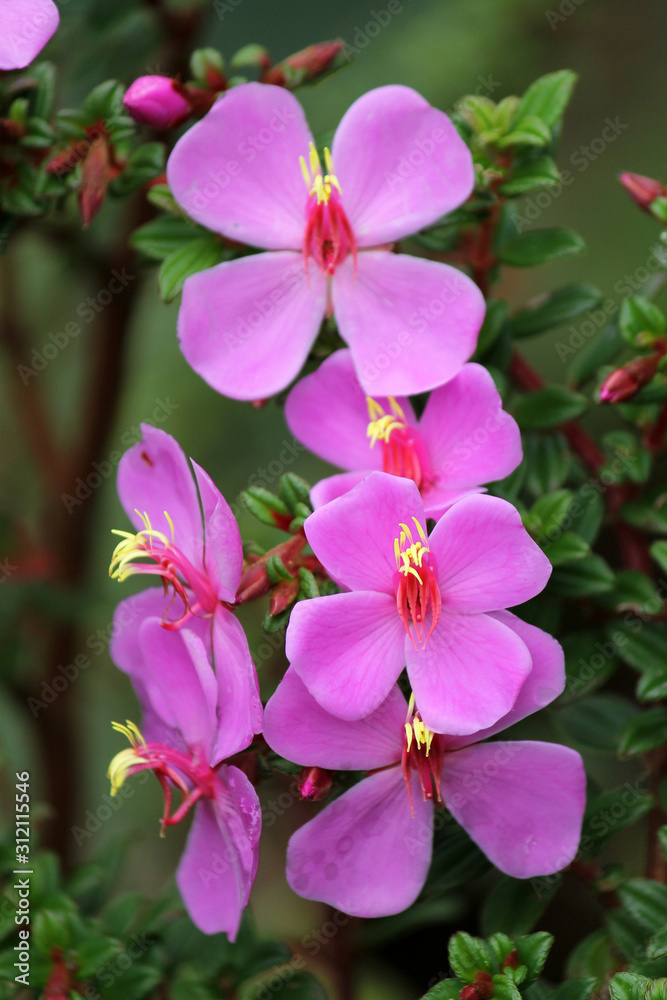 Obraz premium Group of a purple flowers in nature