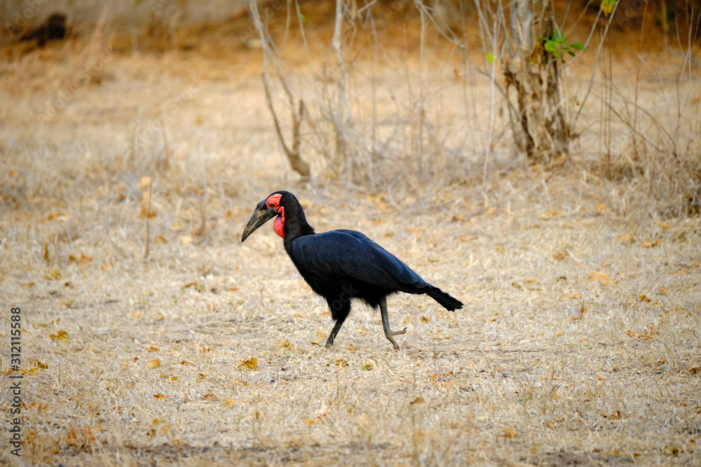 Southern ground hornbill in Mana Pools National Park, Zimbabwe Southern ground hornbill in Mana Pools National Park, Zimbabwe
