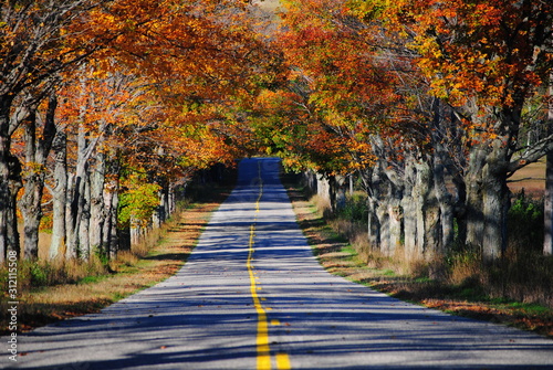 canopy of trees