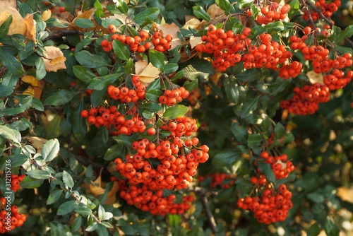 many red rowan berries on the branches of a bush with green leaves in the summer garden