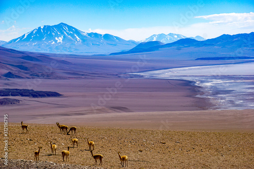 Vicunas and volcanoes surround a salt lake in the high altitude desert of Salta's puna region in Argentina photo
