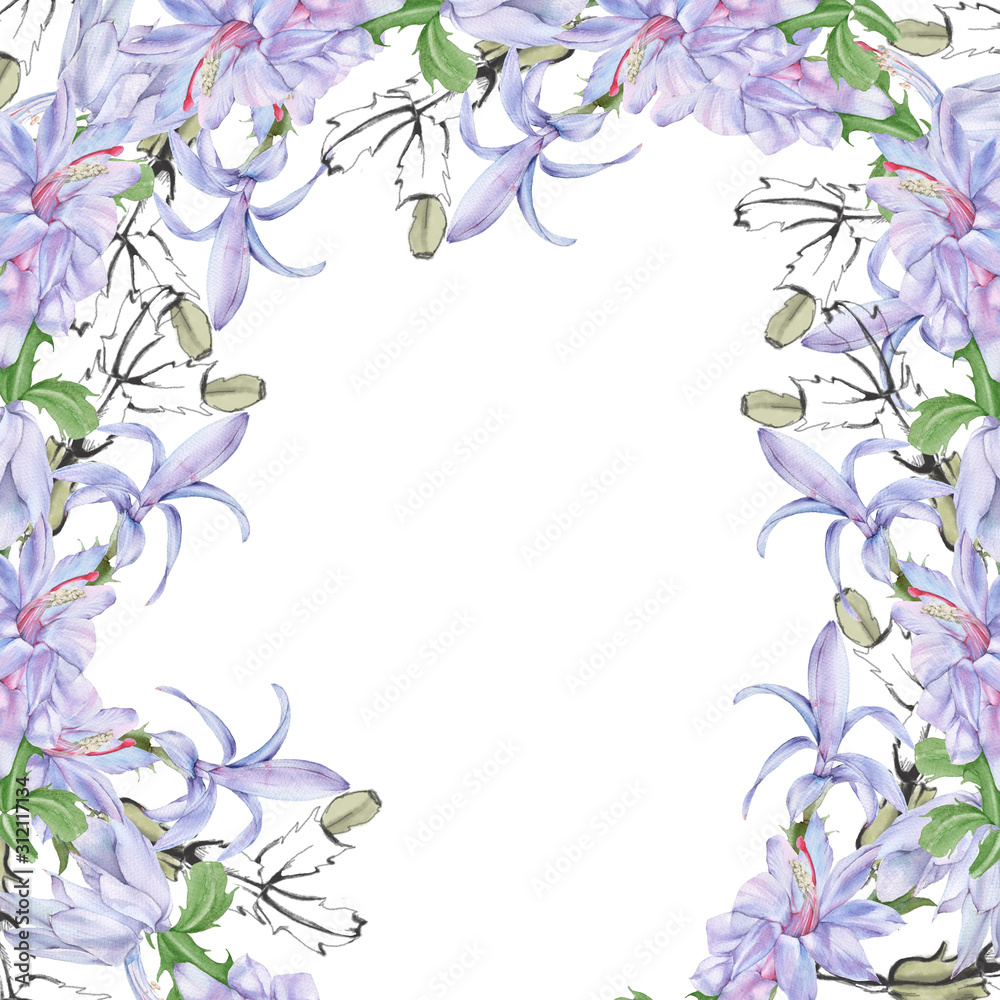 Frame with blooming cactus schlumbergera. Isolated on a white background. Frame with blooming cactus schlumbergera. Isolated on a white background.