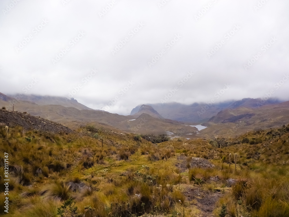 Highlighted vegetation in the Andean paradise