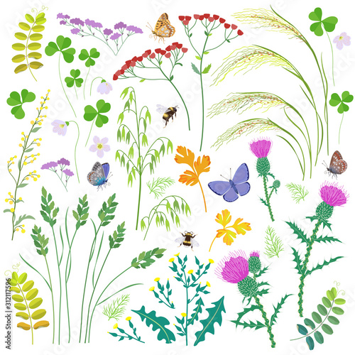 Wild Herbs, Wildflowers, Cereals and Insects  Set